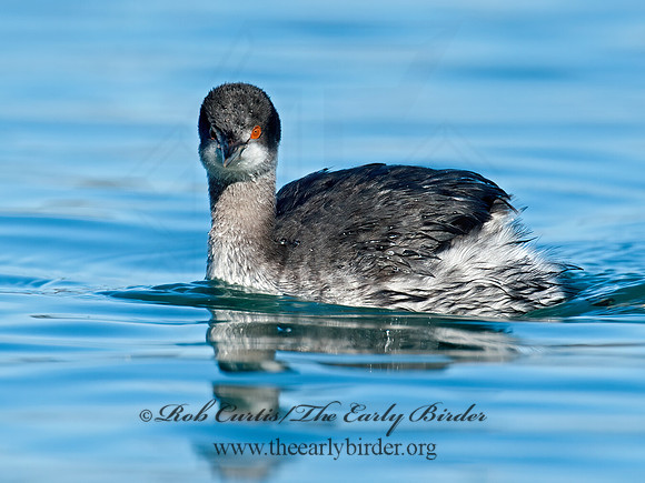 Podiceps nigricollis  EARED GREBE 8032149z