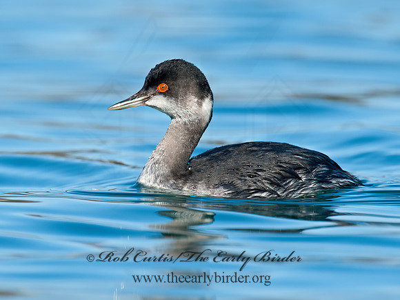 Podiceps nigricollis  EARED GREBE 8032150z