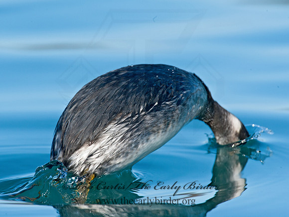 Podiceps nigricollis  EARED GREBE 8032168z