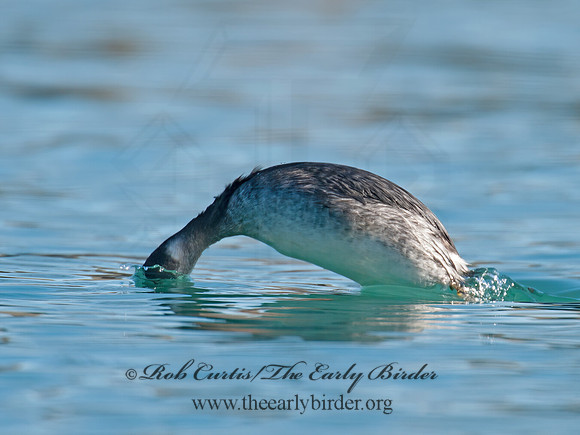 Podiceps nigricollis  EARED GREBE 8032169z