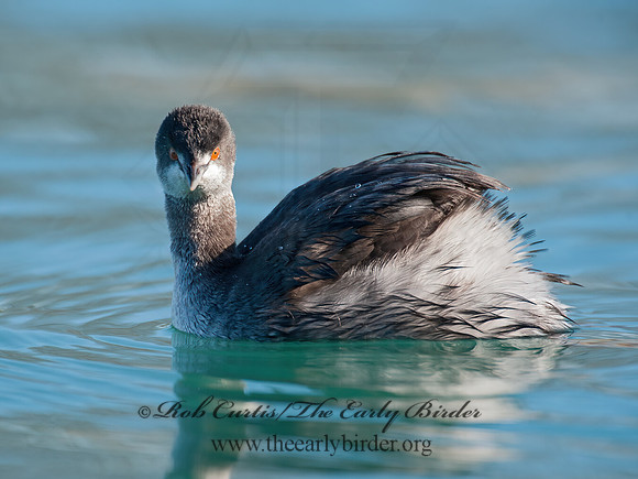 Podiceps nigricollis  EARED GREBE 8032172z