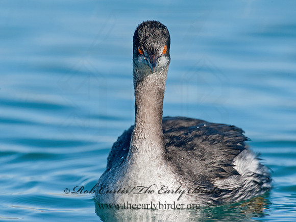 Podiceps nigricollis  EARED GREBE 8032175z
