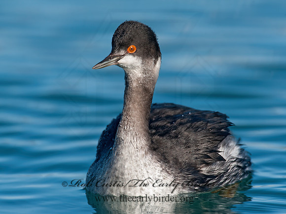Podiceps nigricollis  EARED GREBE 8032178z