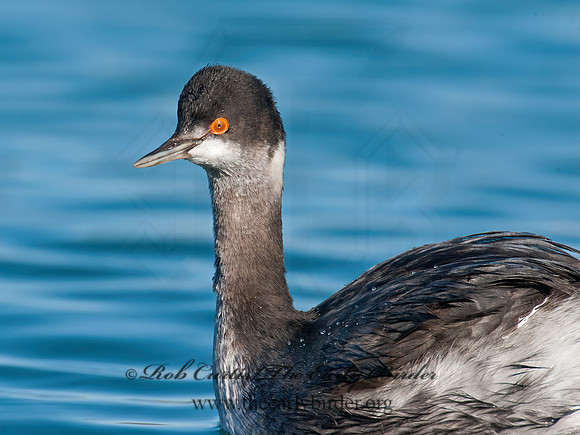 Podiceps nigricollis  EARED GREBE 8032183z