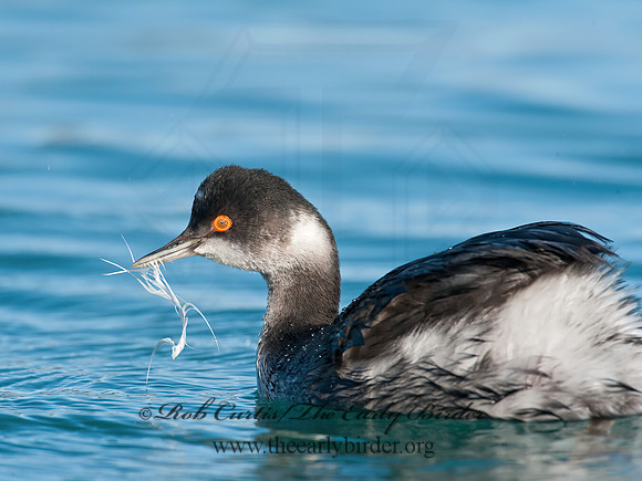 Podiceps nigricollis  EARED GREBE 8032191z