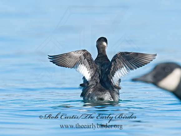 Podiceps nigricollis  EARED GREBE 8032195z