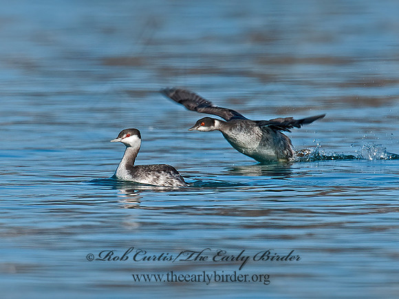 Podiceps nigricollis  EARED GREBE 8032203z