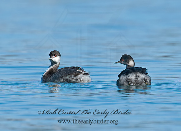 Podiceps nigricollis  EARED GREBE 8032197z