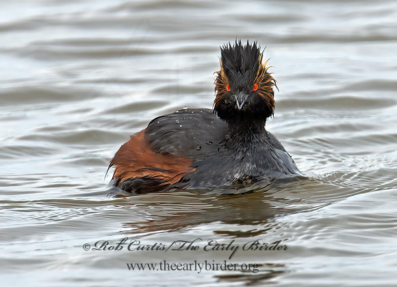 Podiceps nigricollis  EARED GREBE 9000629z