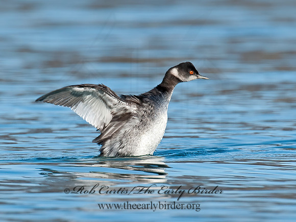 Podiceps nigricollis  EARED GREBE 8032211z