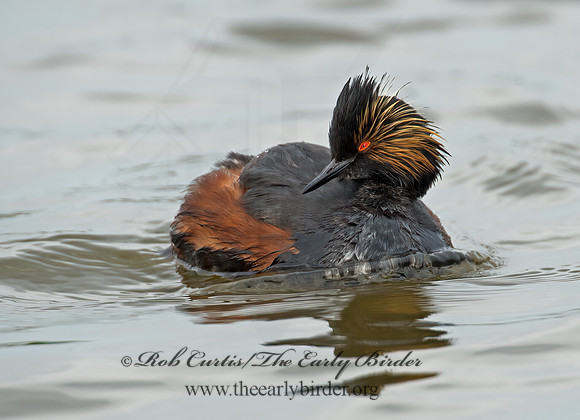 Podiceps nigricollis  EARED GREBE 9000635z