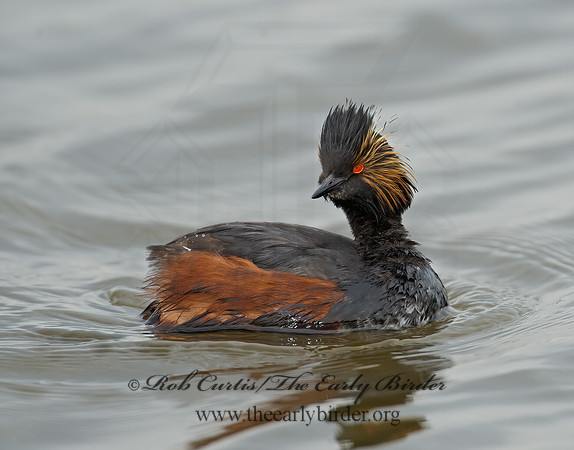 Podiceps nigricollis  EARED GREBE 9000637z