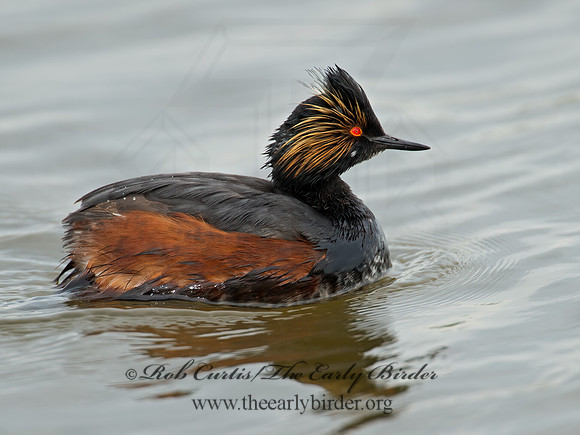Podiceps nigricollis  EARED GREBE 9000639z