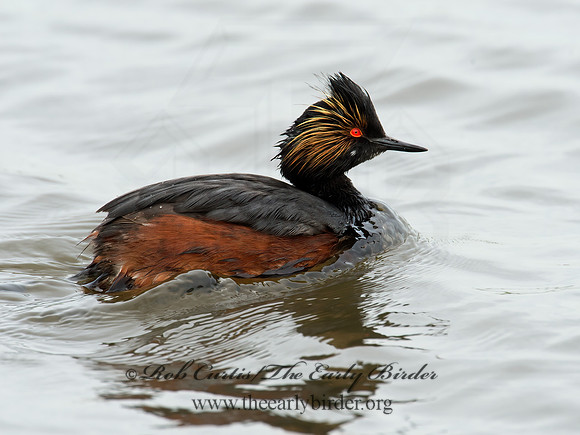 Podiceps nigricollis  EARED GREBE 9000642z
