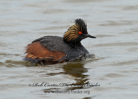 Podiceps nigricollis  EARED GREBE 9000656z