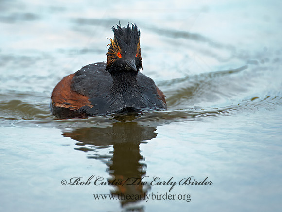 Podiceps nigricollis  EARED GREBE 9000646z