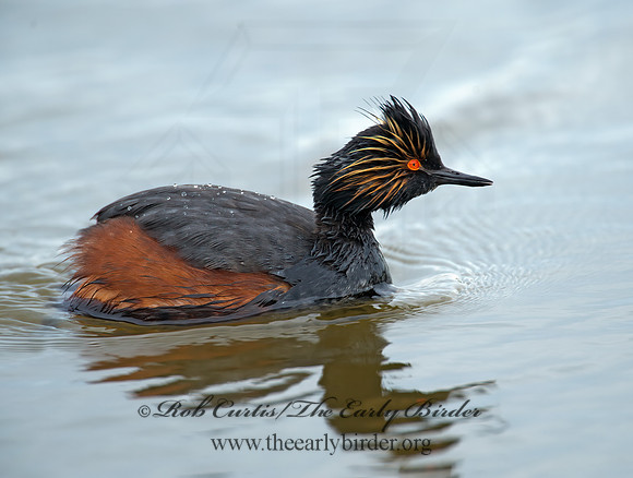 Podiceps nigricollis  EARED GREBE 9000650z