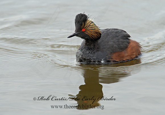 Podiceps nigricollis  EARED GREBE 9000666z