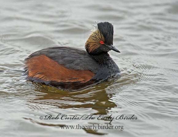 Podiceps nigricollis  EARED GREBE 9000672z