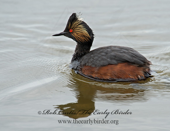 Podiceps nigricollis  EARED GREBE 9000667z