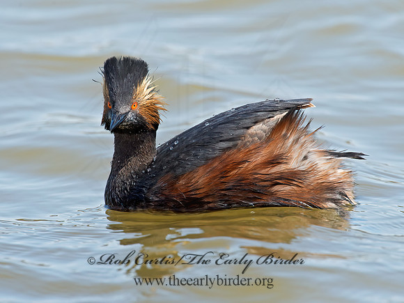 Podiceps nigricollis  EARED GREBE 9009940z