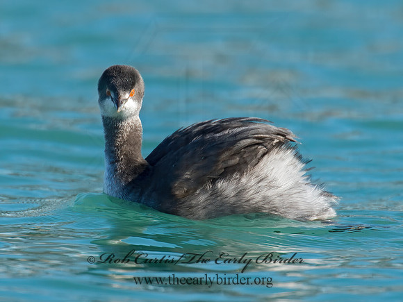 Podiceps nigricollis  EARED GREBE 9016420z