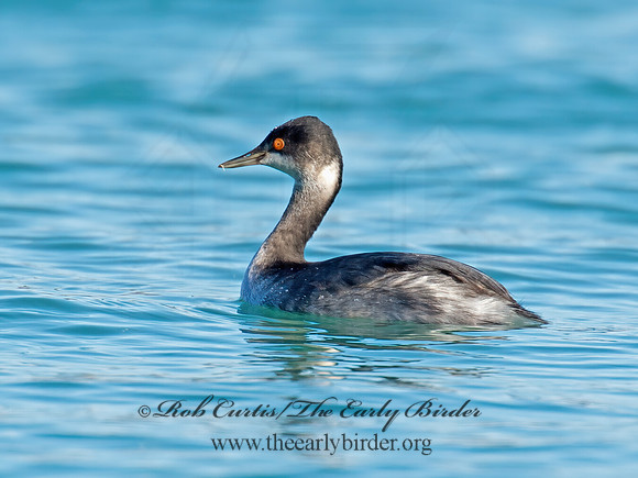Podiceps nigricollis  EARED GREBE 9016424z
