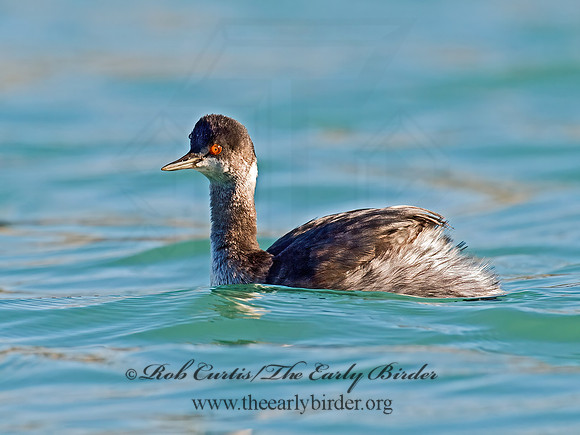 Podiceps nigricollis  EARED GREBE 9016429z