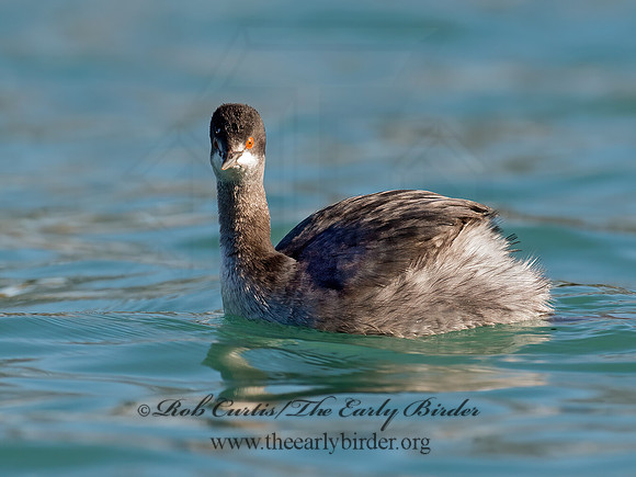 Podiceps nigricollis  EARED GREBE 9016433z