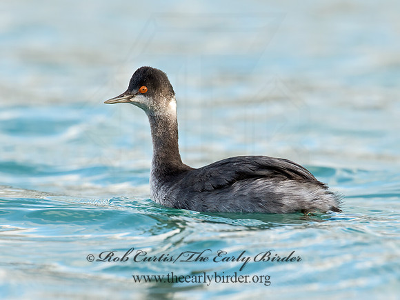 Podiceps nigricollis  EARED GREBE 9016475z