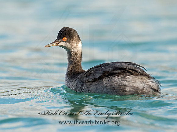 Podiceps nigricollis  EARED GREBE 9016477z
