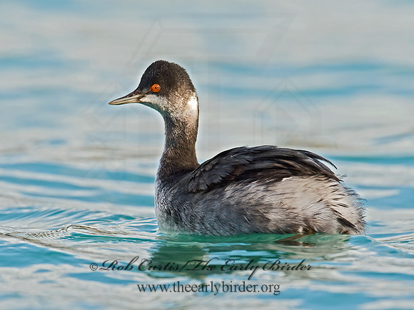 Podiceps nigricollis  EARED GREBE 9016482z