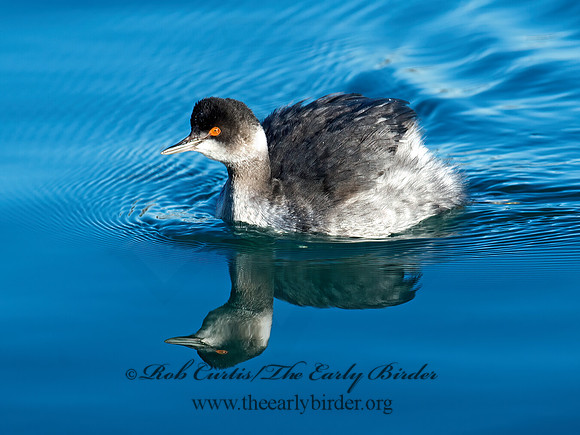 Podiceps nigricollis  EARED GREBE 9016518z