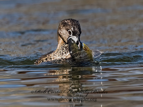 Podilymbus podiceps  PIED-BILLED GREBE 8011785z