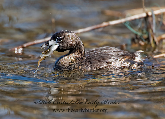 Podilymbus podiceps  PIED-BILLED GREBE 8011839z