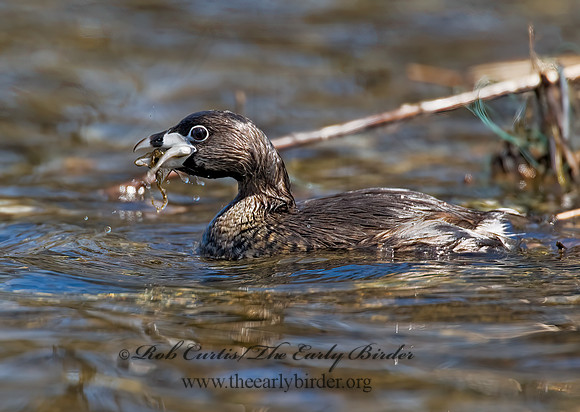 Podilymbus podiceps  PIED-BILLED GREBE 8011841z