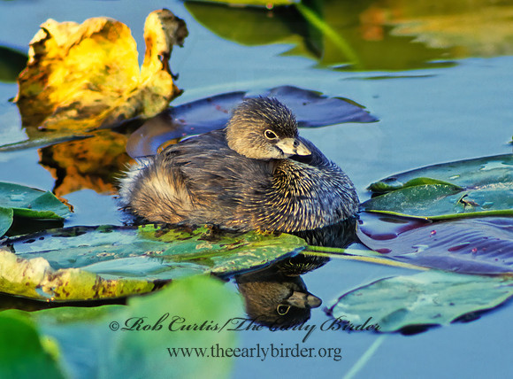 Podilymbus podiceps  PIED-BILLED GREBE 13502z