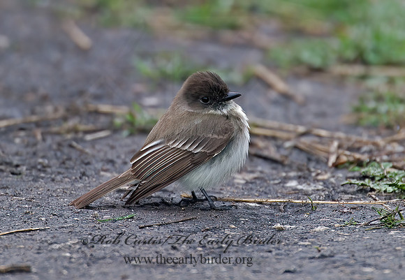 Sayornis phoebe  EASTERN PHOEBE 6002105z