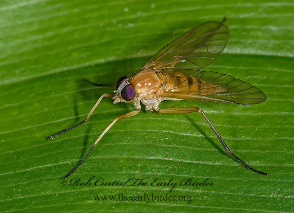 Rhagio hirtus  SNIPE FLY 8005036z