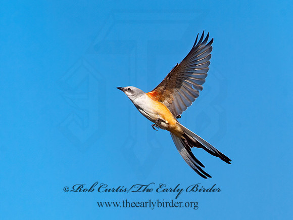 Tyrannus forficatus SCISSOR-TAILED FLYCATCHER 8029658z