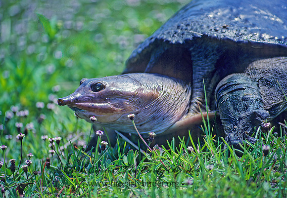 Apalone ferox  FLORIDA SOFTSHELL TURTLE 19016.1 z