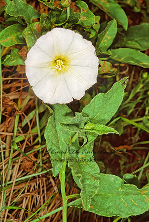 Convolvus arensis  FIELD BINDWEED 244719z
