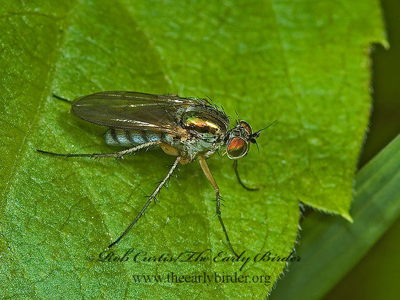 Dolichopus  LONGLEGGED FLY 5008747z