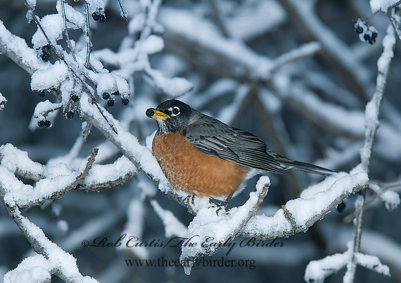 Turdus migratorius  AMERICAN ROBIN 6018875z