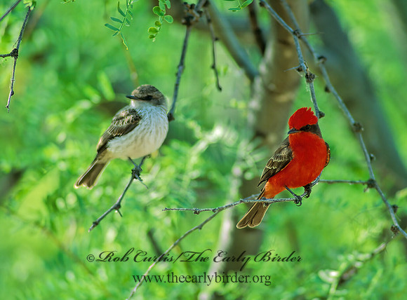 Pyrocephalus rubinus  VERMILION FLYCATCHER 72013Z