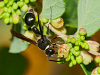 Eumenes fraternus 3009037z