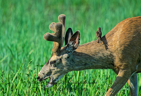 Odocoileus hemionus columbianus  COLUMBIAN BLACK-TAILED DEER 152011z