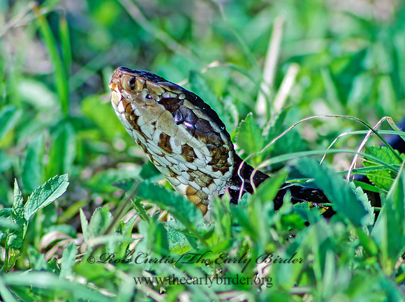 Agkistrodon puscivorus  EASTERN COTTONMOUTH 13924z