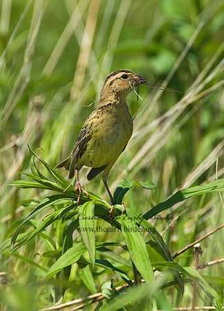 Dolichonyx oryzivorus  BOBOLINK 8004288z