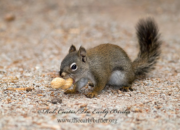 Tamiasciurus hudsonicus  AMERICAN RED SQUIRREL  6027599 z